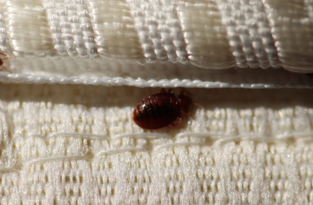 Guide For Hotel Bed Bug Prevention in Philadelphia