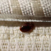 Guide For Hotel Bed Bug Prevention in Philadelphia