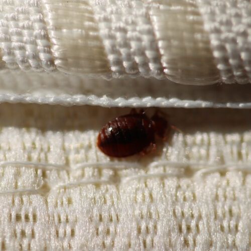 Guide For Hotel Bed Bug Prevention in Philadelphia